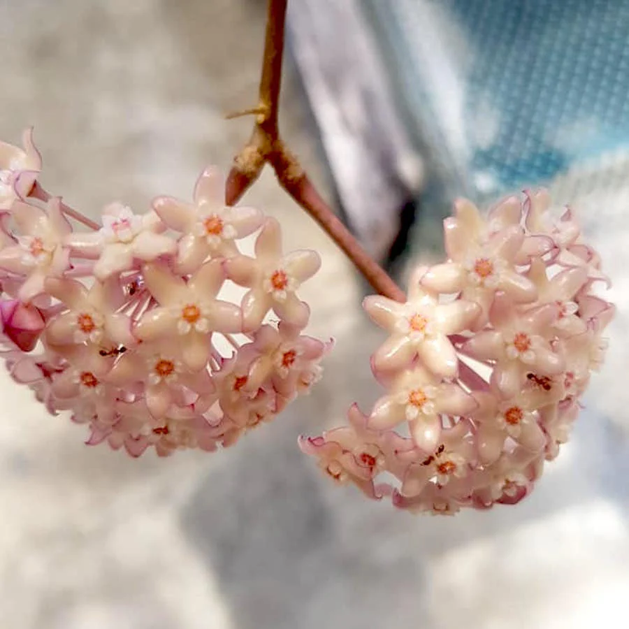 hoya macrophylla (vining plant)