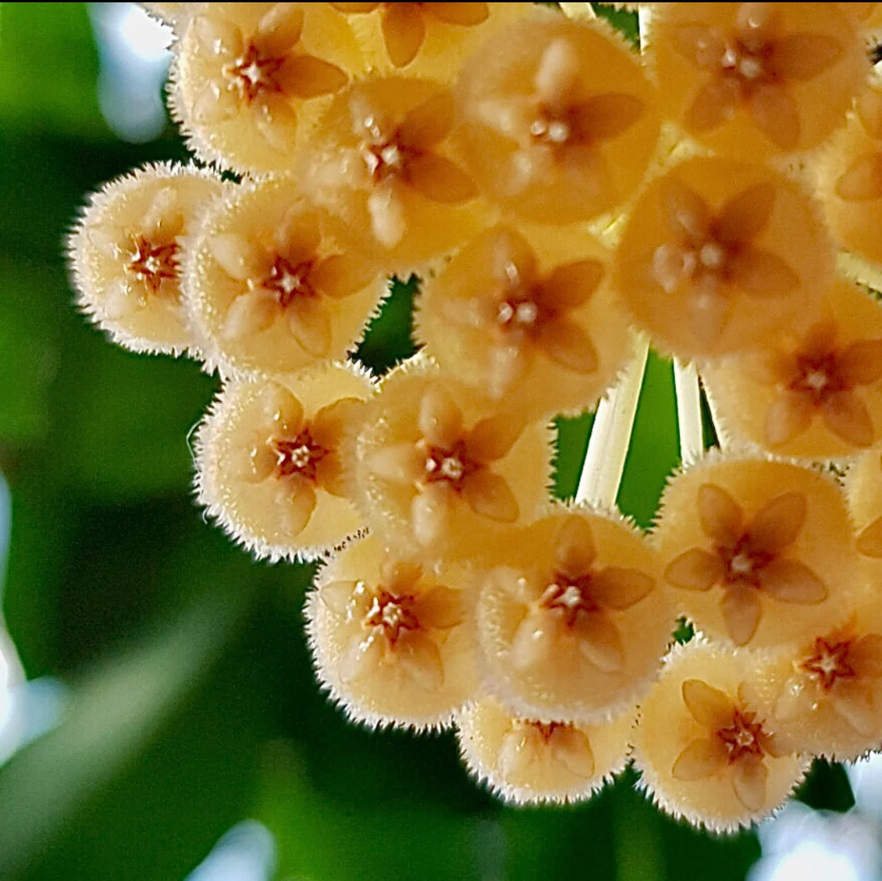 Hoya Obscura (red wax plant)