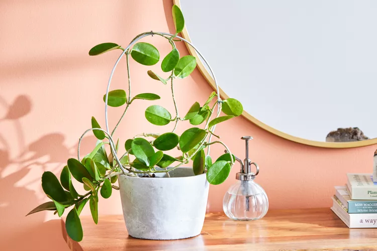 hoya australis