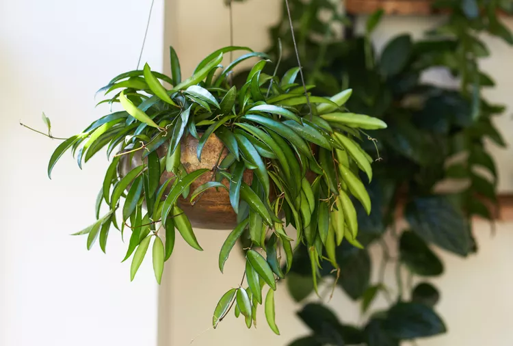 hoya wayetii (wax plant)