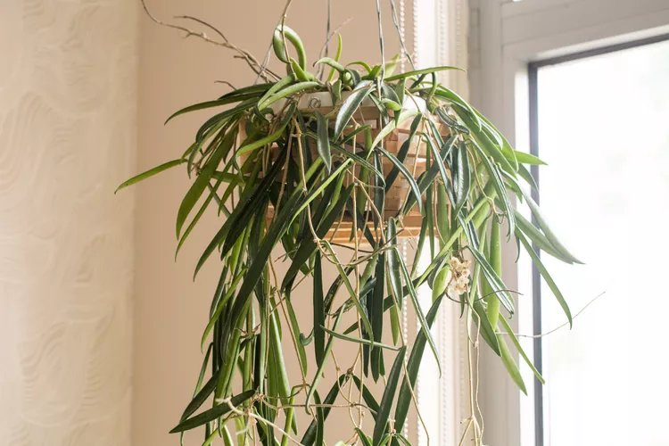 hoya shepherdii ( stringbean hoya)