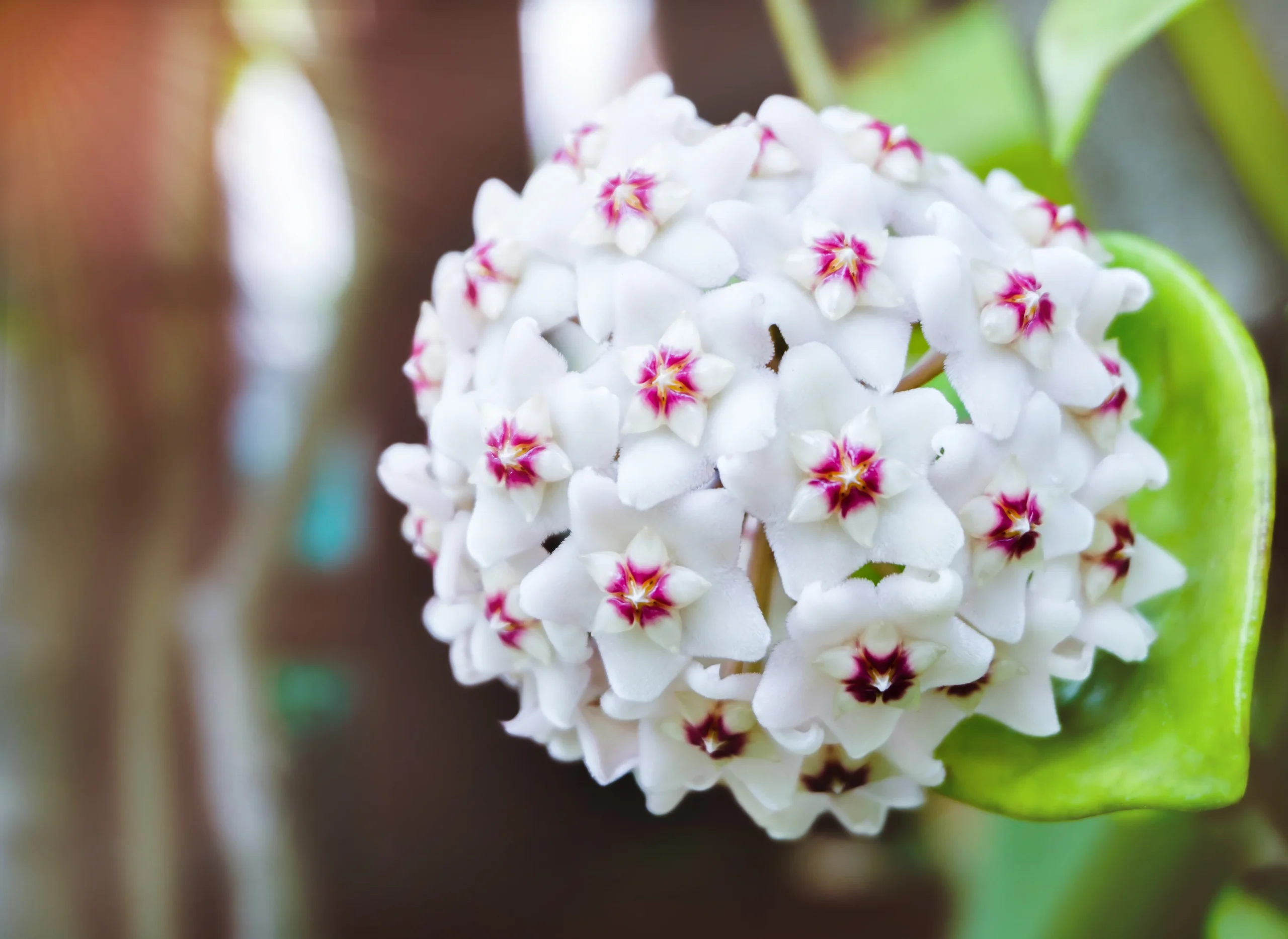 Hoya plant blooming