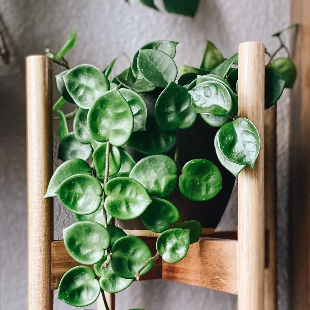 hoya carnosa 'Chelsea' plant