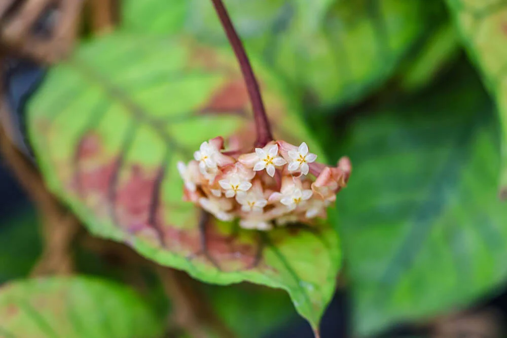 hoya plants common problems and solutions