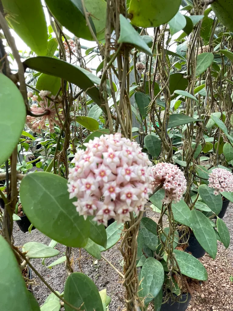 main features of the hoya plants