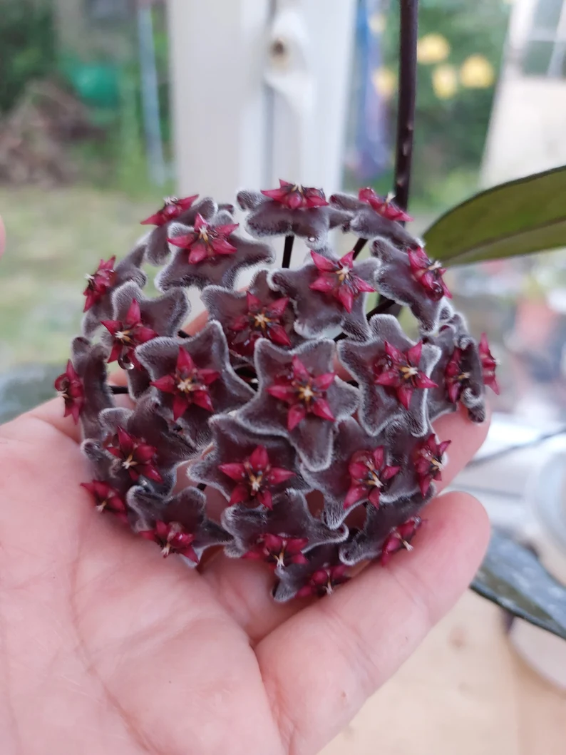 Hoya Pubicalyx ‘Royal Hawaiian Purple’