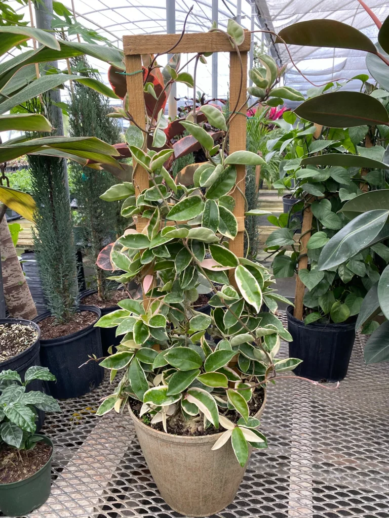 hoya carnosa 'krimson queen'