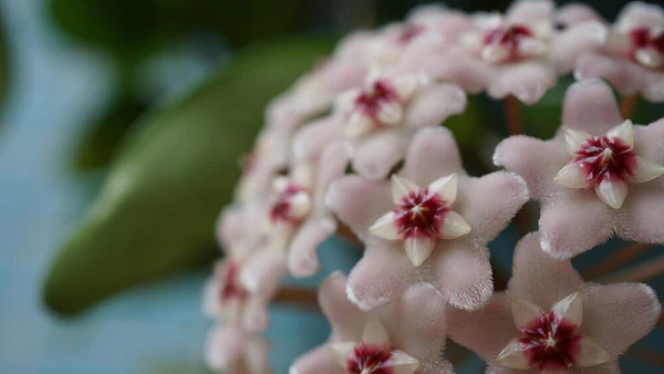 strategies for hoya plant flowering