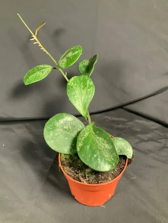 hoya obovata