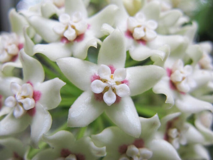 Hoya plant leaf shape