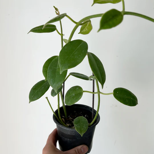 Giant Wax Plant (Hoya lauterbachii)