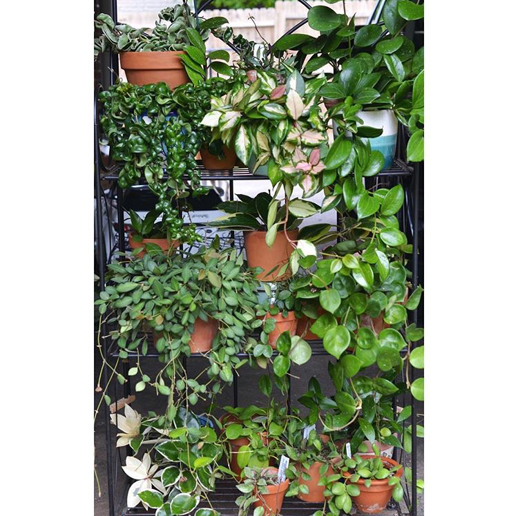 Common Indoor Hoya Plants