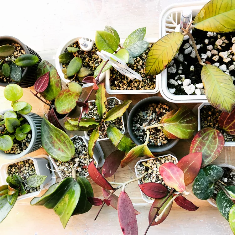 10 Best Rare Hoya Plants