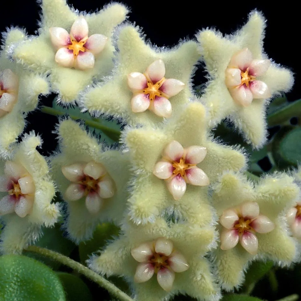 Hoya Serpens Plant