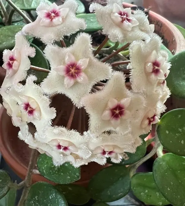 Propagation Techniques for Hoya Mathilde