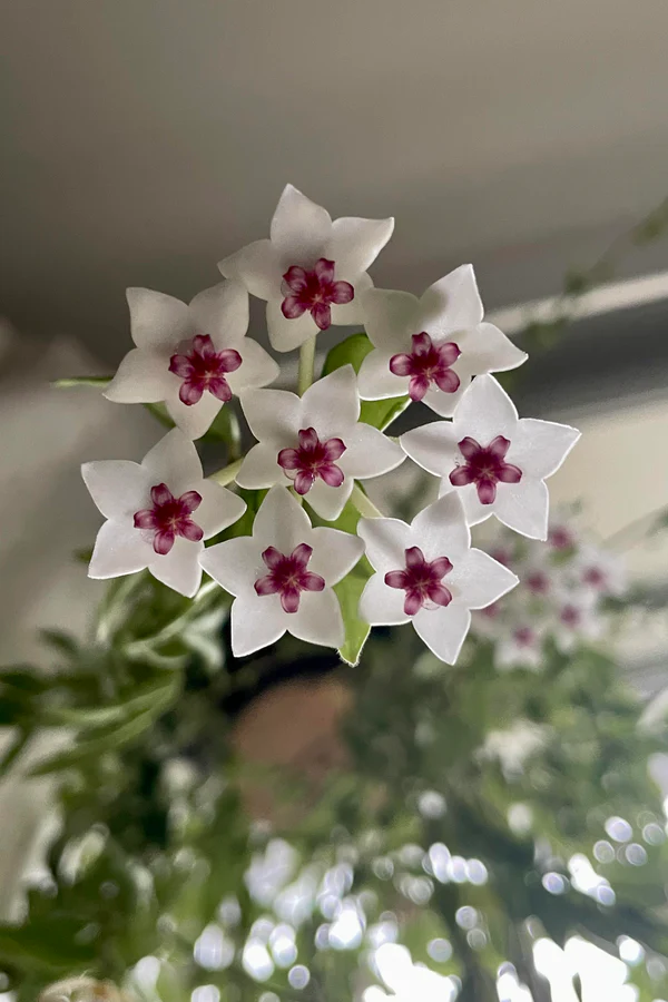 Hoya Bella plant care