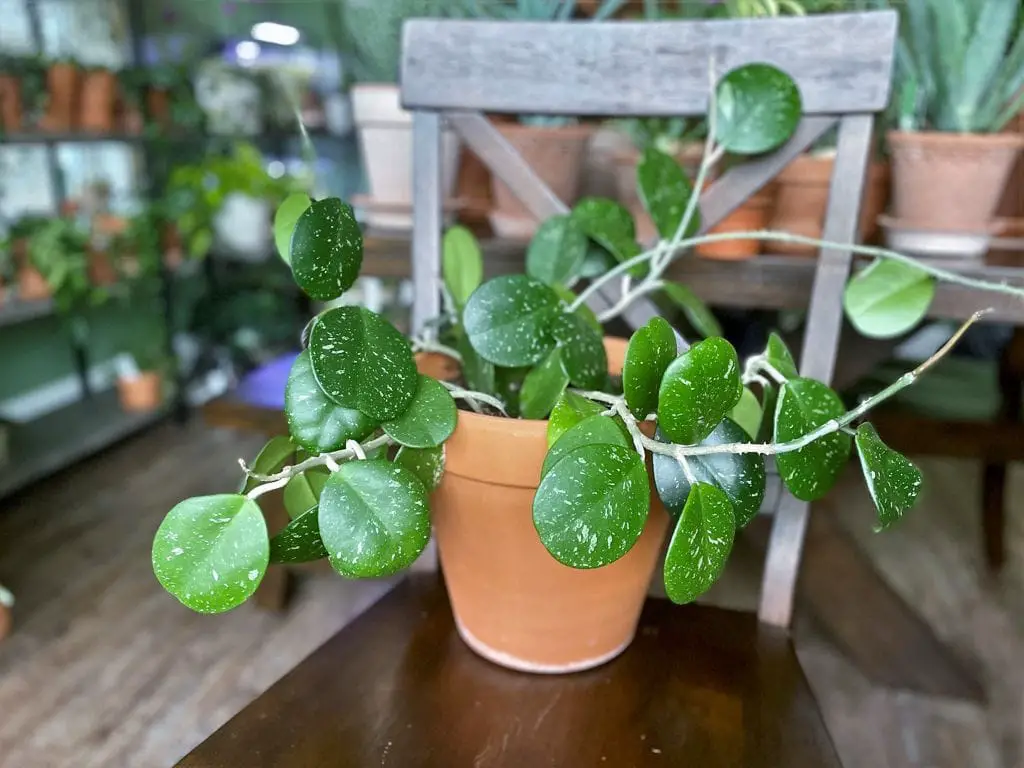 The Best Ways to Propagate Hoya obovata