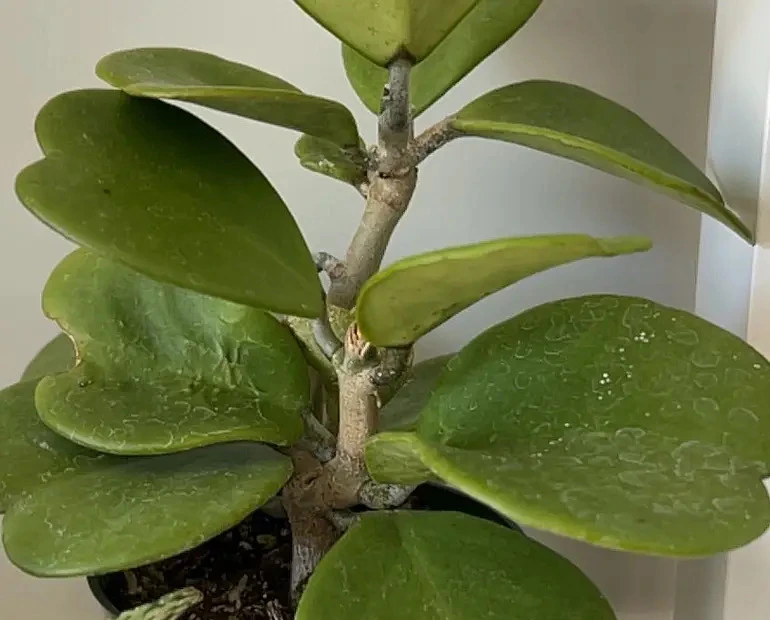 Hoya Plant Diseases