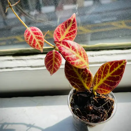 Hoya Sunrise Plant