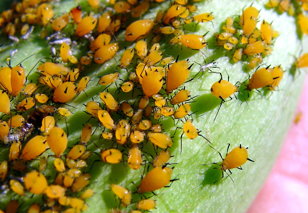 the significance of aphids on Hoya plants.