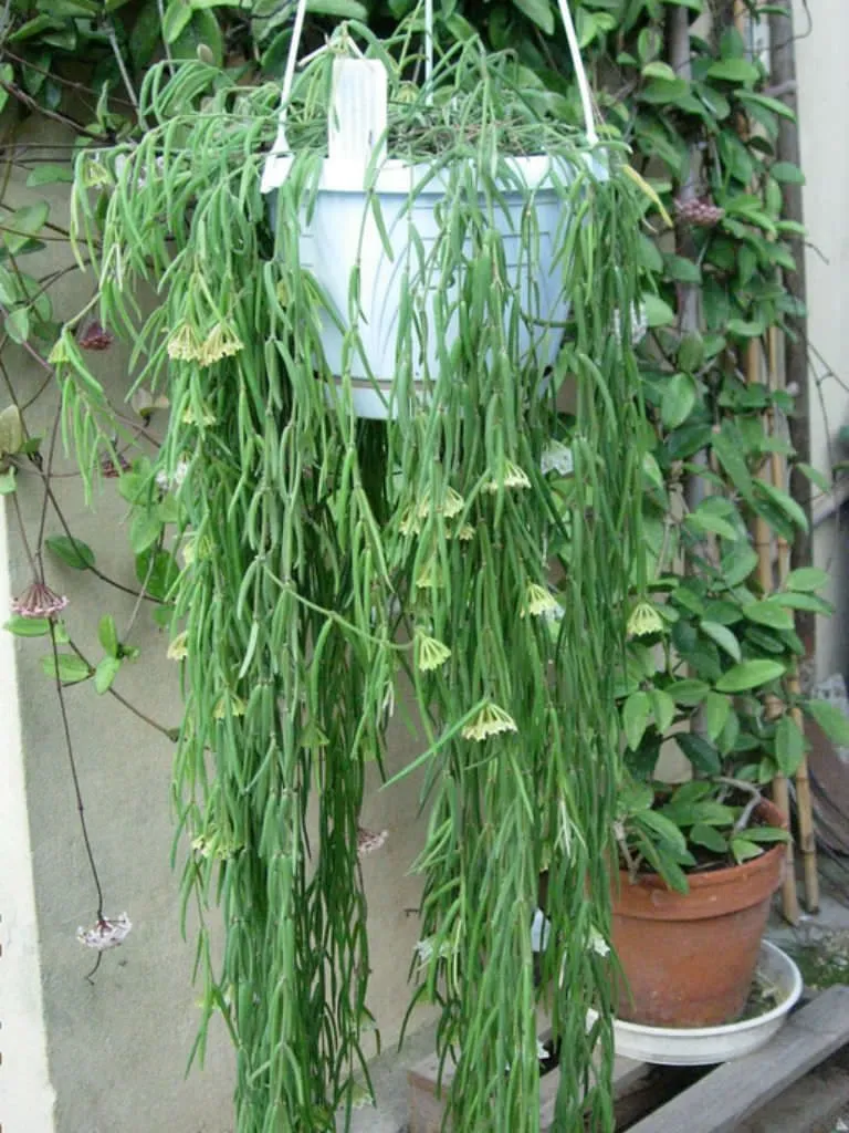 Care Requirements for Hoya Linearis