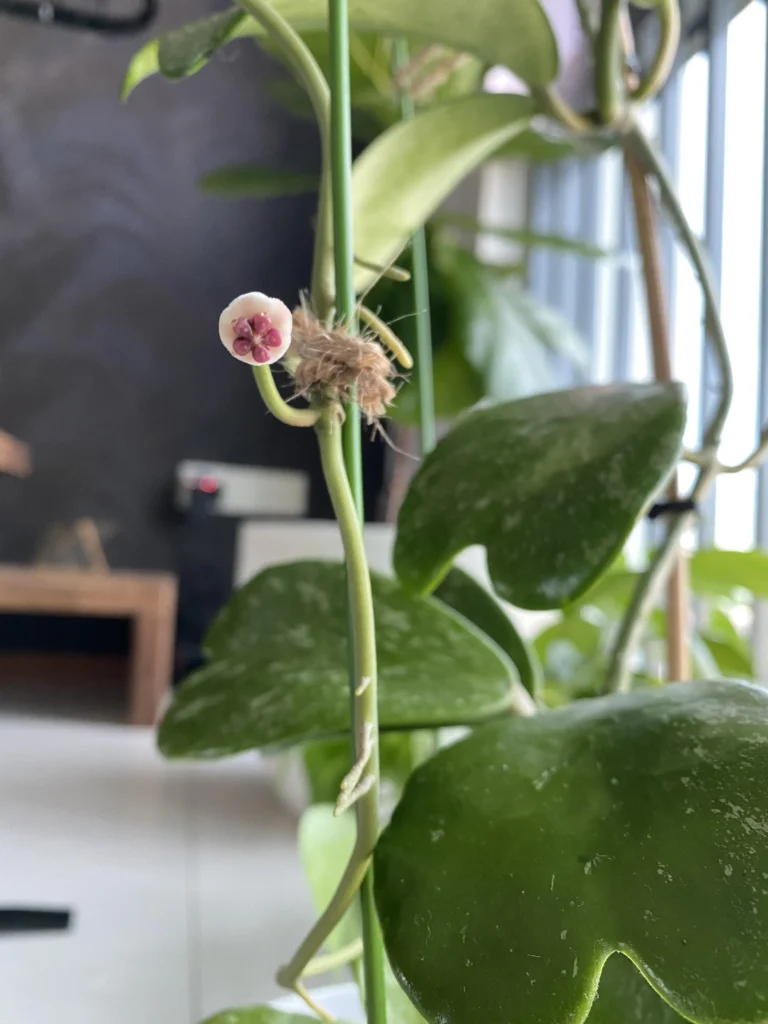 Understanding the Hoya Plant Buds