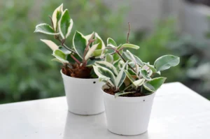 The Best Pot for Hoya Plants