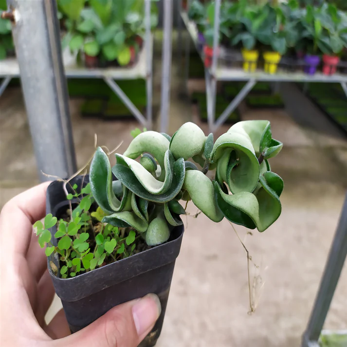 curly hoya plant