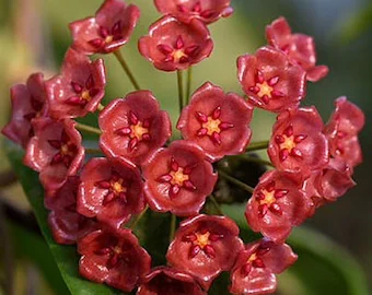 The World of Large-Leaved Hoya Plants