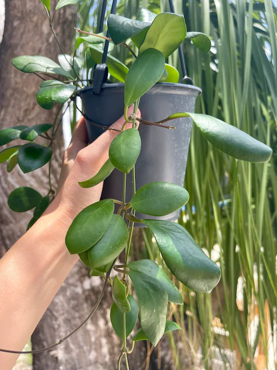 Hoya Plants from Home Depot