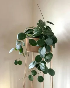 The Circular Hoya Plant