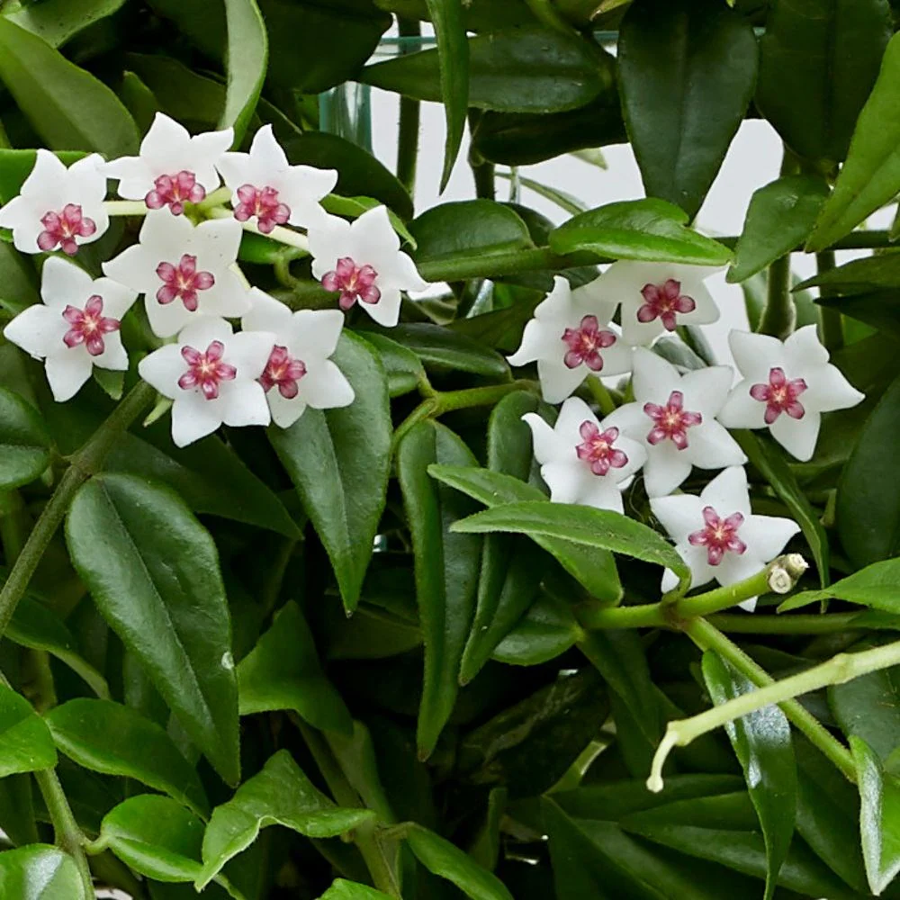 Hoya Bella plant care