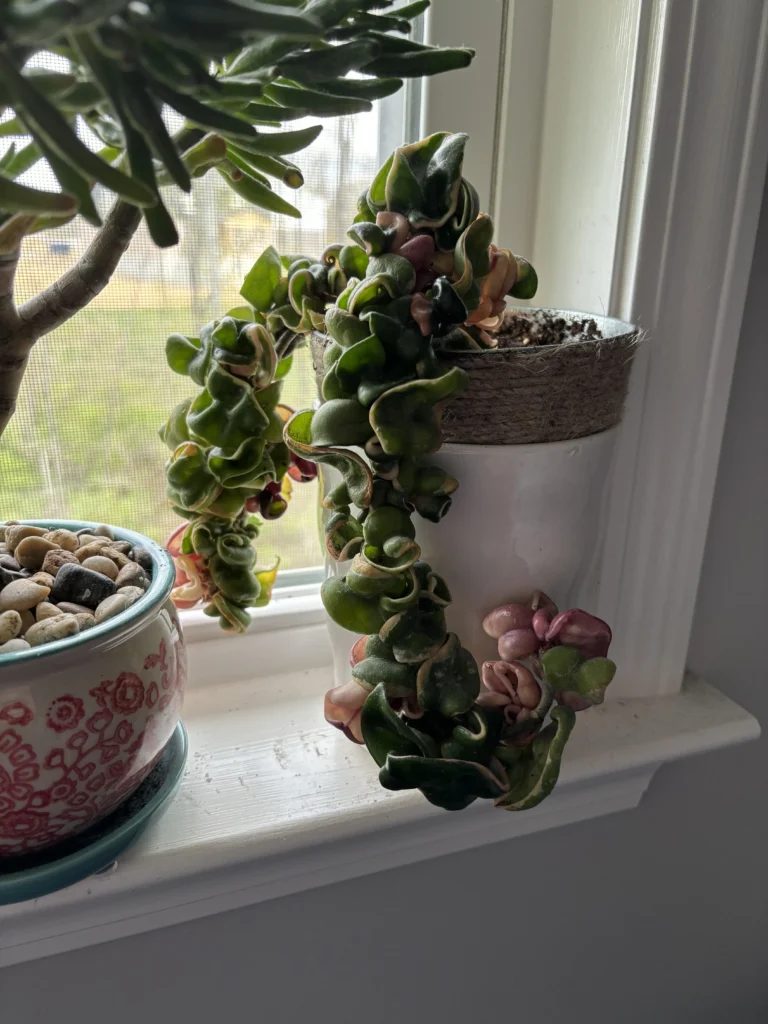 Hoya Hindu Rope care