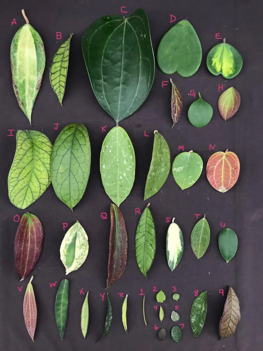 Hoya Plant Identification by Leaf