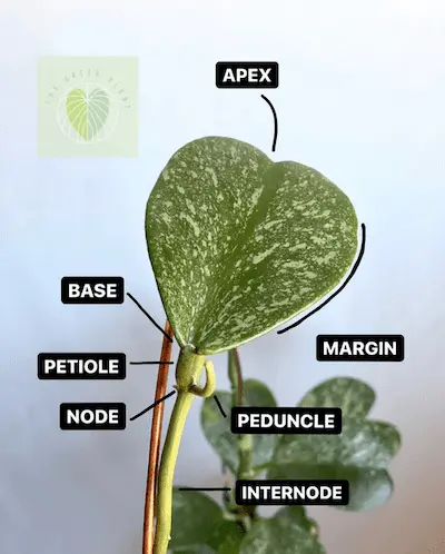 The Anatomy of Hoya Plants