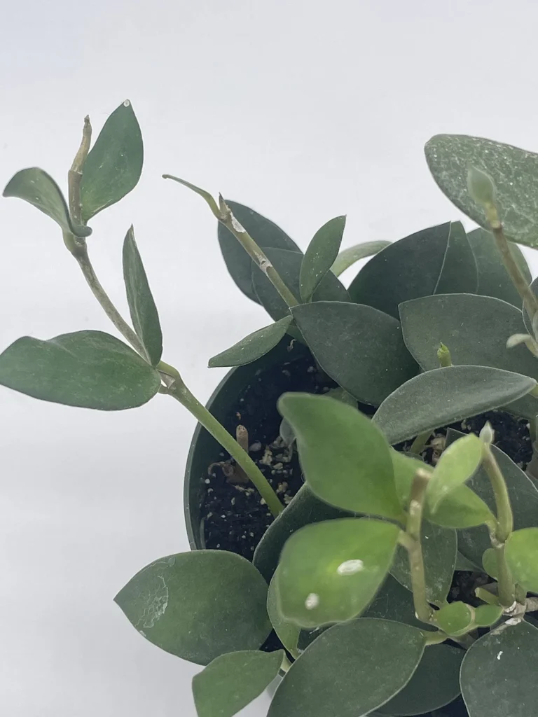 Fuzzy-leaved Hoya Varieties