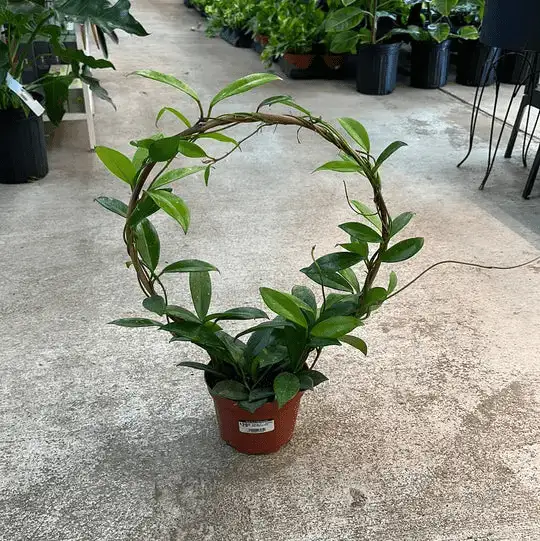 The Hoya Hoop Plant