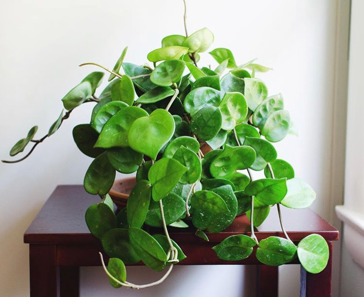 Fast-growing hoya plants