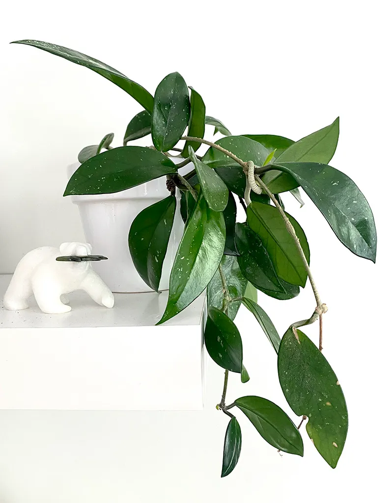 The Green Jade Wax Plant