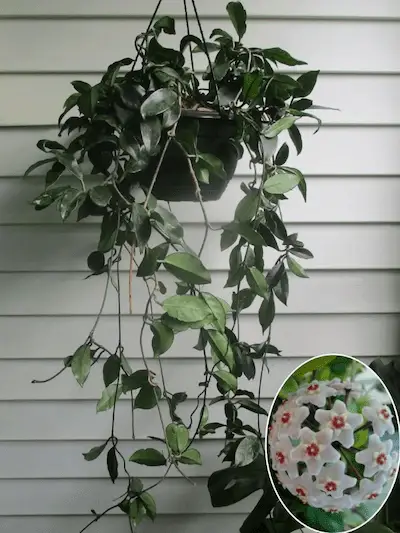 Hoya Sub-Tropical Houseplants