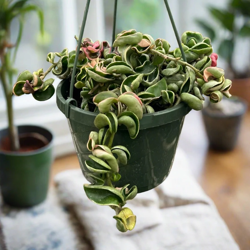 The Variegated Hoya Rope Plant