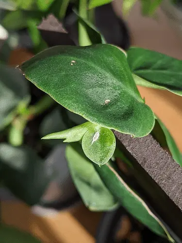 Mealy Bugs on Hoya Plants