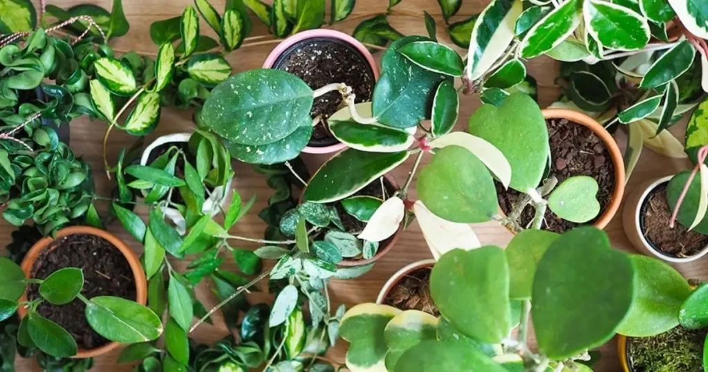 Hoya Plant Species