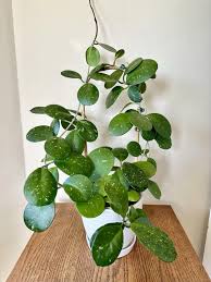 Caring for Hoya Obovata