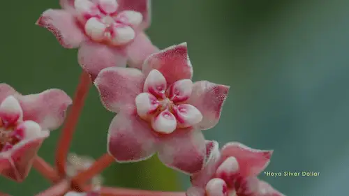 The Beauty of Hoya Plant Blooms