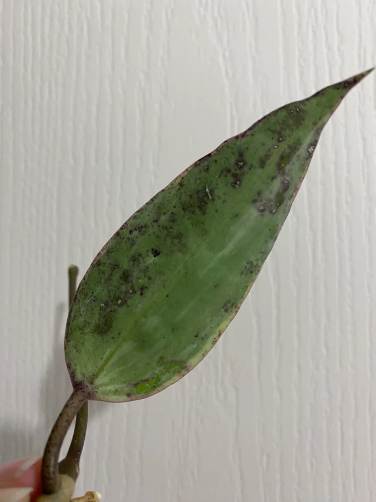 Brown spots on hoya leaves