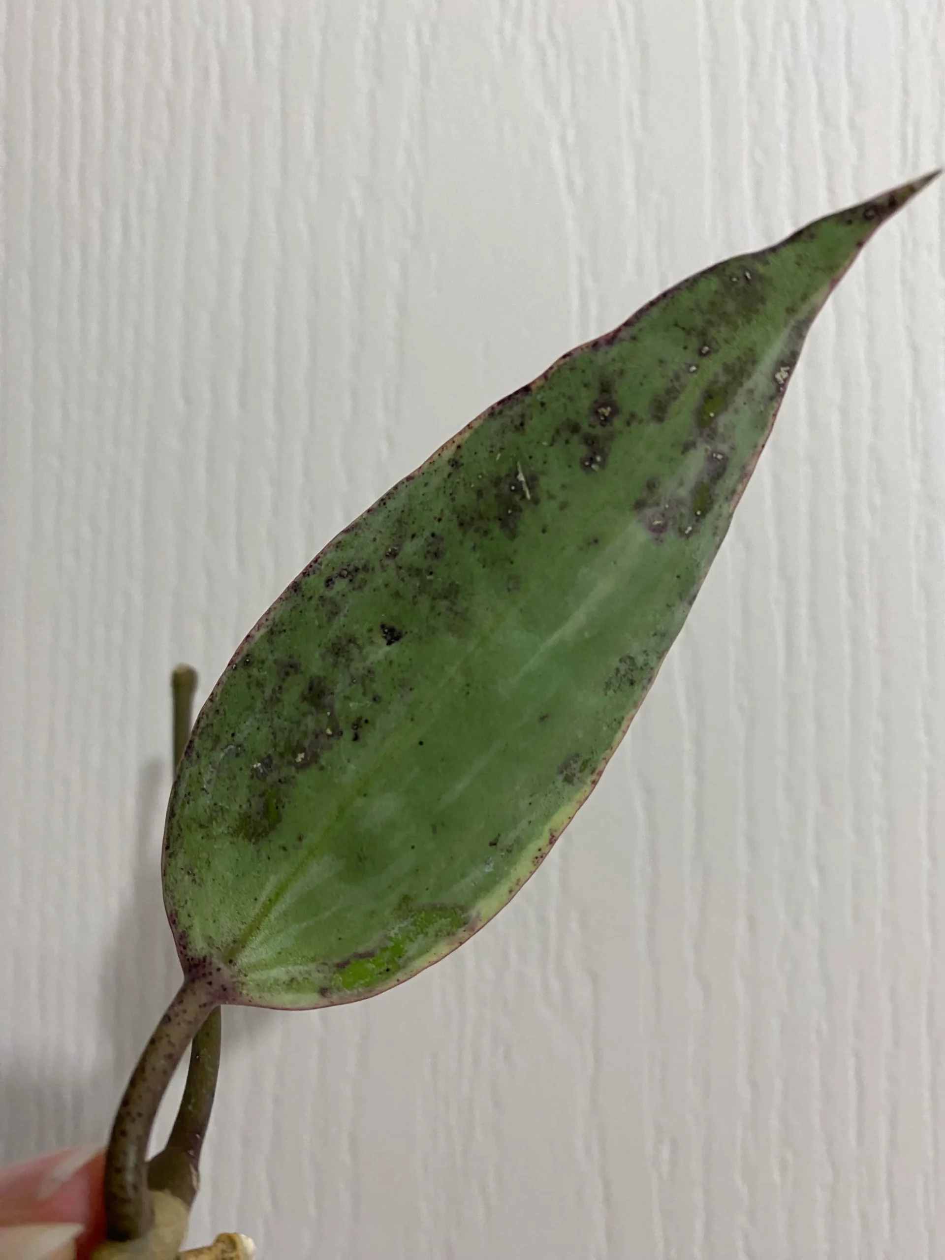 Brown spots on hoya leaves