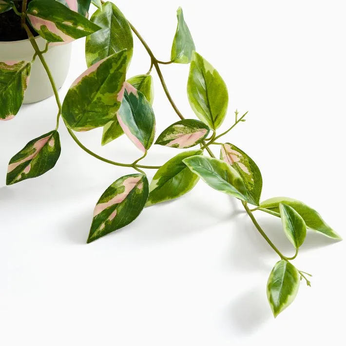 Care tips for Faux Hoya