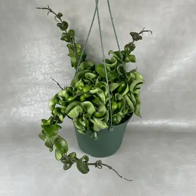 Curly Hoya Plants