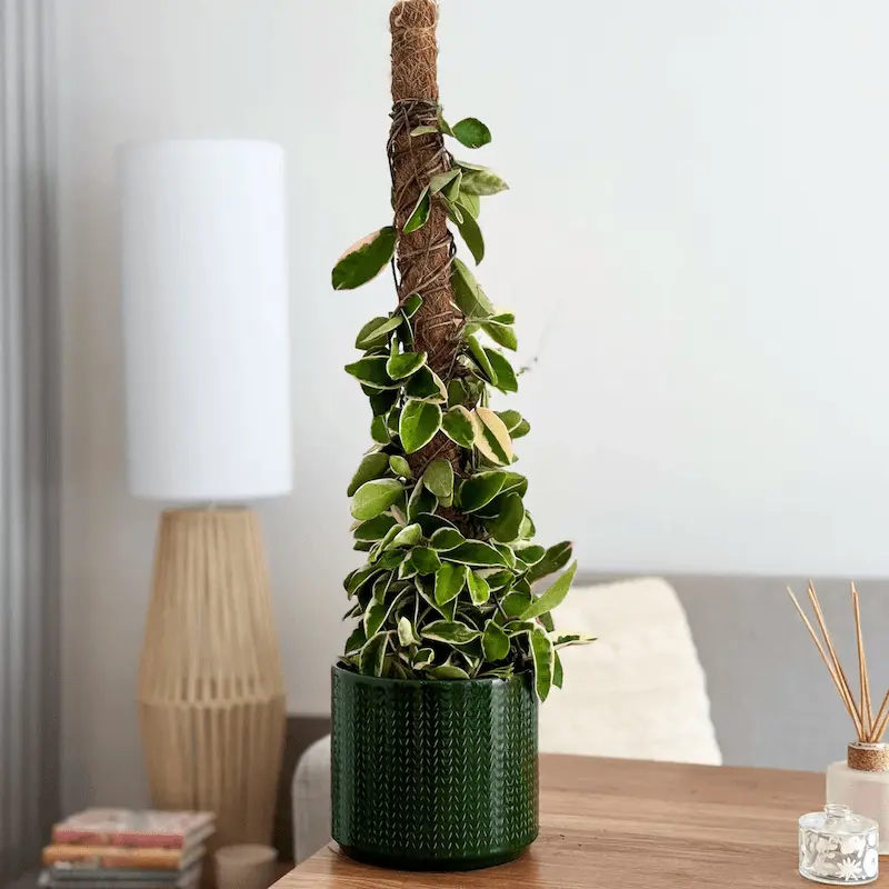 Hoyas as the Fragrant and Unique Houseplants